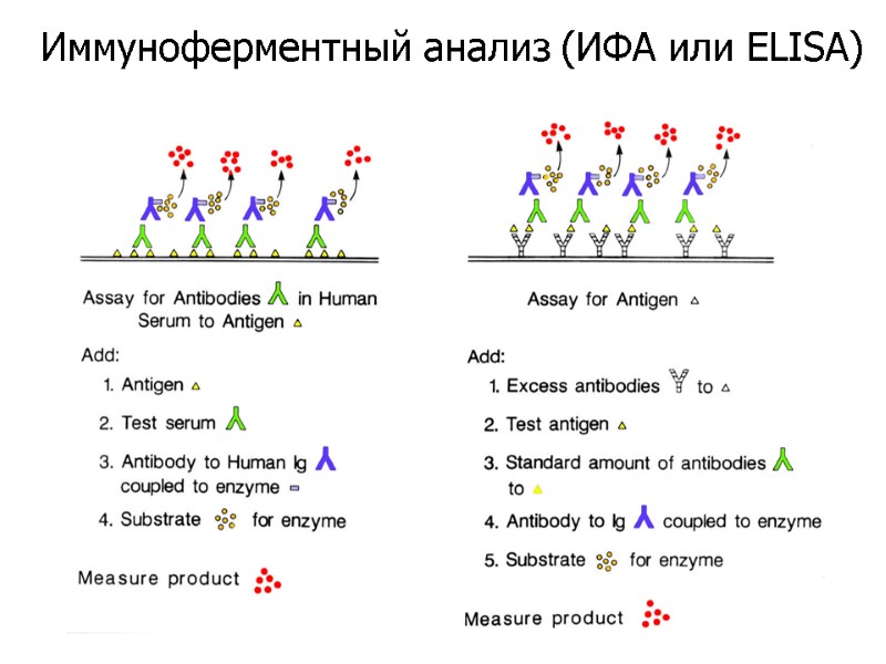 Иммуноферментный анализ (ИФА или ELISA)